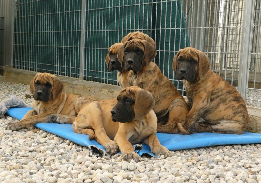 Cachorros de Dogo Alemán de Casalbero